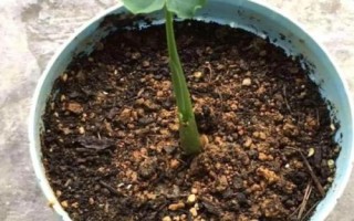 芋頭盆栽種植方法，選擇透氣性好的花盆