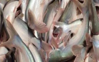 巴沙魚刺多嗎，屬于刺比較少的魚類品種