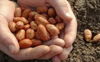 提高花生產(chǎn)量的方法，需輪作換茬、巧施肥料等