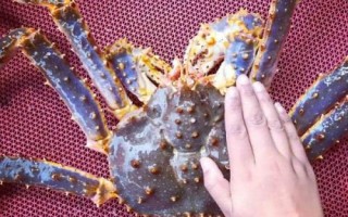 最貴的水產(chǎn)動(dòng)物是哪十種,包括藍(lán)龍蝦、帝王鮭、鵝頸藤壺等種類