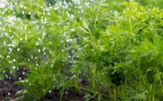 胡蘿卜如何澆水，不同生長(zhǎng)期的澆水方法不同