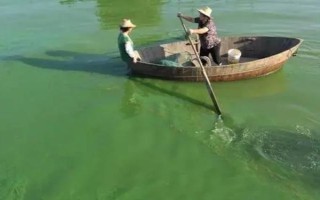 為什么魚塘會爆發(fā)藍藻，可能是PH值和溫度不適合等