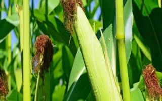恩單511玉米種子簡介，低山地區(qū)3月中下旬播種