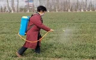 小麥赤霉病的癥狀，會引起苗腐、穗腐、莖基腐等