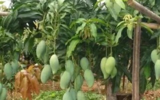 芒果栽種要點(diǎn)，開(kāi)花期要提供充足的水分