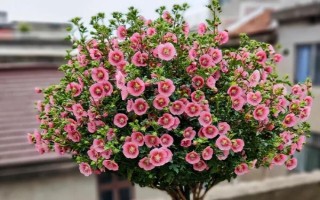家里可以養(yǎng)木槿花嗎，家里不適合養(yǎng)木槿花