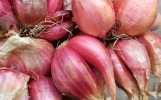 紅蔥的種植方法，將鱗莖插入土壤、讓生長點(diǎn)露出土面即可
