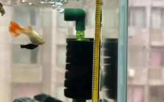 小瓜蟲是怎樣產生的，過度喂食、水質問題等均有可能