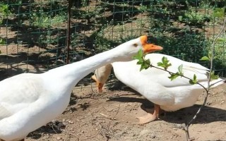 鵝是不是素食動(dòng)物，以青草、飼料、谷類(lèi)等素食為食