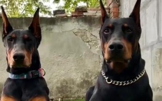 杜賓犬適合吃什么狗糧，愛慕絲、麥頓、麥德琳等品牌均為適宜選擇