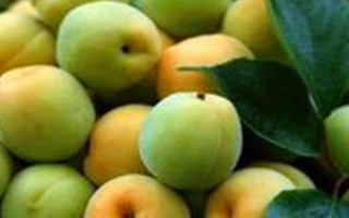 紅金榛杏簡介，具有長勢健壯，早產(chǎn)豐產(chǎn)等特點