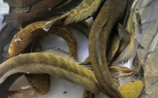 七星魚的壽命，一般可存活10-15年