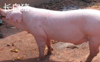 有哪些瘦肉型豬品種，長白豬、大白豬、杜洛克豬均是廋肉型