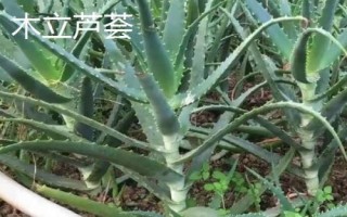 藥用蘆薈的種類，包括開普蘆薈、皂質(zhì)蘆薈等品種