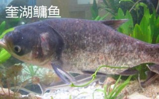 安徽南陵縣的特產(chǎn)，所產(chǎn)大米批準(zhǔn)為國家地理標(biāo)志保護(hù)產(chǎn)品