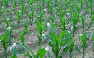 玉米種植要注意什么，種植地應(yīng)滿足深厚疏松、遠(yuǎn)離污染等要求