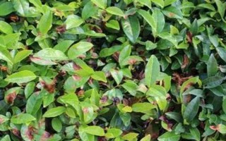 怎么防治茶輪斑病，茶園應(yīng)避免捋采或強采