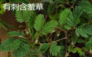 含羞草的生長環(huán)境，適合在溫暖濕潤且陽光充足的環(huán)境中生長