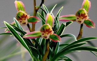 蘭花的別稱，具有中國蘭、幽蘭、蘭華等別名