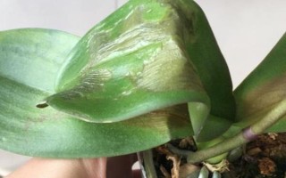 蝴蝶蘭的養(yǎng)護(hù)方法，適合在15-20℃左右生長
