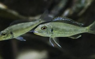 七彩珍珠魚(yú)好不好養(yǎng)，飼養(yǎng)難度不大