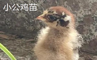 怎么分辨小雞苗的公母，可根據(jù)生殖突起、體型等鑒別