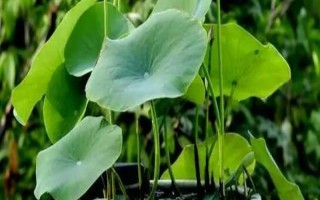 怎樣在家里養(yǎng)荷花，春夏期間每天澆水一次