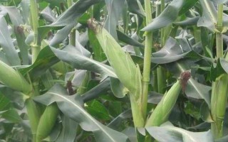 中正4號玉米種子介紹，春植全生育期104~106天