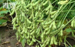 青豆和豌豆的區(qū)別，莢果和豆粒均不同