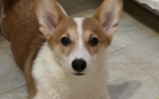 狗器官衰竭去世前的癥狀，最先表現(xiàn)為進(jìn)食異常、精神遲滯等