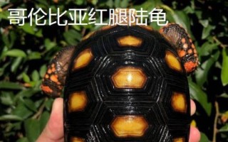 紅腿陸龜簡(jiǎn)介，是現(xiàn)存最古老的爬行動(dòng)物之一