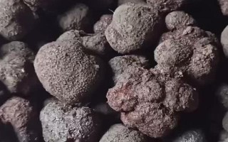 黑松露是什么，是一種生長(zhǎng)于地下的野生食用真菌