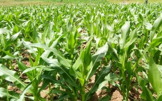 凌科518玉米種簡介，密度3500株/畝左右