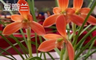 蘭花的品種，各自的習(xí)性有所差異