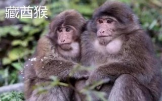獼猴的種類，各有特點