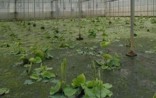 春季拱棚種藕技術(shù)，應選擇市場暢銷的早熟品種作為栽培品種