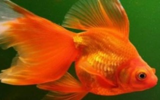 金魚魚尾變黑的原因，可能是水質(zhì)太差或腸炎導(dǎo)致的