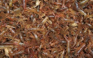 農(nóng)村養(yǎng)殖小龍蝦要注意什么，將黑魚和鱔魚作為重點防范對象