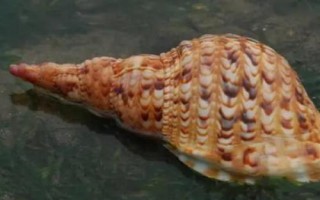 鳳凰螺的產(chǎn)地，主要分布在日本奄美島以南等地方