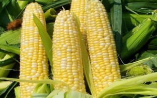 中選737玉米品種的特性，高抗禾谷鐮孢莖腐病