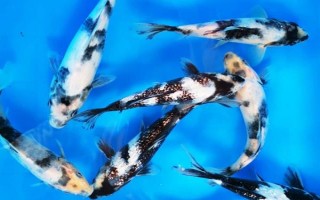 錦鯉白寫(xiě)簡(jiǎn)介,一般指白寫(xiě)錦鯉