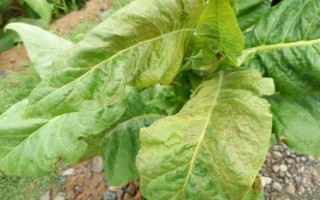 煙草花葉病的危害癥狀，葉脈兩側(cè)葉肉組織會(huì)漸呈淡綠色