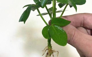 水培鴨腳木最快發(fā)根的方式，需要把水培鴨腳木固定住不動(dòng)