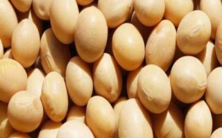 裕農(nóng)4號(hào)大豆品種的特性，特用大豆（耐密栽培品種）