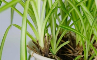 吊蘭的花語，寓意低調(diào)樸素、生機勃勃等