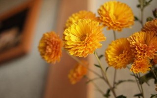 菊花屬于喜陰還是喜陽植物，需要養(yǎng)在光線較好的環(huán)境中