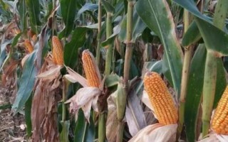 豫單1851玉米種簡介，畝種植密度4500株