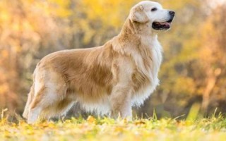 金毛犬可以活多久，壽命一般為12-15年左右