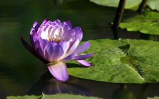 哪些花卉在正月開放，有梅花、水仙花、蟹爪蘭等品種