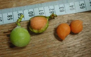 裸子植物種子的形成過(guò)程，完成授粉后就能生長(zhǎng)出種子
